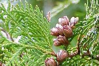 شستن سر با این گیاه غم را از بین می برد